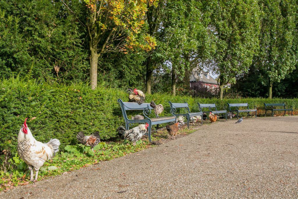 Julianapark, Julianapark: voor velen onbekend, maar zeker niet onbemind, Makelaar in Utrecht