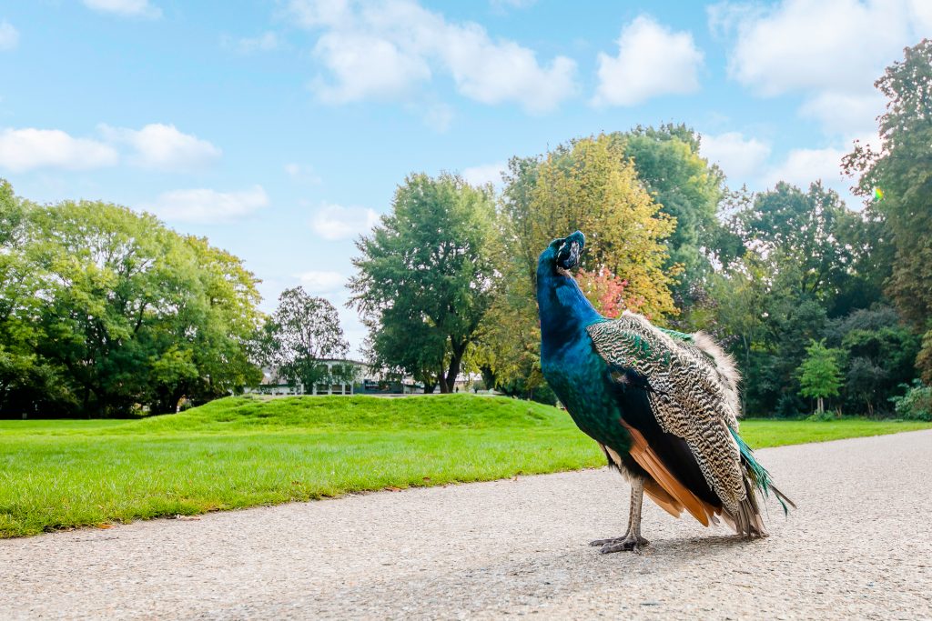 Julianapark, Julianapark: voor velen onbekend, maar zeker niet onbemind, Makelaar in Utrecht