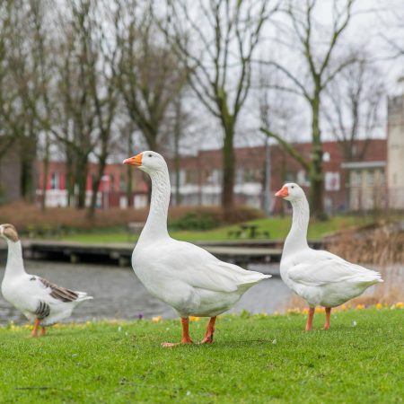 Utrecht – Montfoortlaan 36 – Foto 42 Makelaar Utrecht, Gusto Casa – Makelaar & Taxateur – De makelaar die letterlijk alles uit de kast haalt, Makelaar in Utrecht