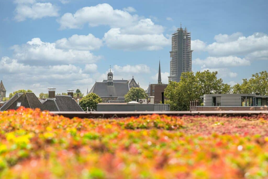 Groendak met uitzicht op de Dom